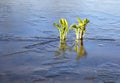 Plants in iced over pond