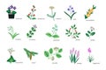 Plants icons collection Royalty Free Stock Photo