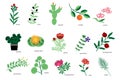 Plants icons collection