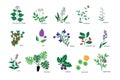Plants icons collection Royalty Free Stock Photo