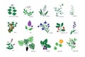 Plants icons collection