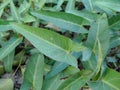 Plants (Ipomoea aquatica Forssk) that grow in the yard