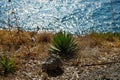 Agave grows in August on the Mediterranean coast. Rhodes Island, Greece Royalty Free Stock Photo