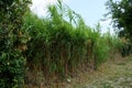 Arundo donax grows in August. Rhodes Island, Greece