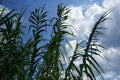 Arundo donax grows in August. Rhodes Island, Greece