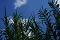 Arundo donax grows in August. Rhodes Island, Greece