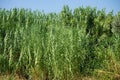 Arundo donax grows in August. Rhodes Island, Greece