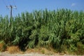 Arundo donax grows in August. Rhodes Island, Greece