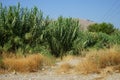 Arundo donax grows in August. Rhodes Island, Greece