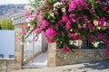 Bougainvillea bushes bloom with pink and white flowers near the gate in August. Rhodes Island, Greece Royalty Free Stock Photo