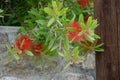 Callistemon citrinus blooms with red flowers in August. Rhodes Island, Greece Royalty Free Stock Photo