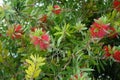 Callistemon citrinus blooms with red flowers in August. Rhodes Island, Greece Royalty Free Stock Photo