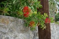 Callistemon citrinus blooms with red flowers in August. Rhodes Island, Greece Royalty Free Stock Photo