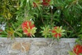 Callistemon citrinus blooms with red flowers in August. Rhodes Island, Greece Royalty Free Stock Photo