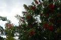 Callistemon citrinus blooms with red flowers in August. Rhodes Island, Greece Royalty Free Stock Photo