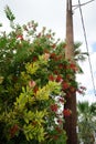 Callistemon citrinus blooms with red flowers in August. Rhodes Island, Greece Royalty Free Stock Photo