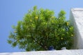 Cascabela thevetia blooms in August. Rhodes, Greece