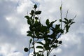 Citrus x limon tree with fruits grows in August. Rhodes Island, Greece Royalty Free Stock Photo