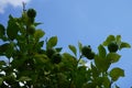 Citrus x limon tree with fruits grows in August. Rhodes Island, Greece Royalty Free Stock Photo