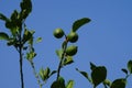 Citrus x limon tree with fruits grows in August. Rhodes Island, Greece Royalty Free Stock Photo