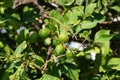 Citrus x limon tree with fruits grows in August. Rhodes Island, Greece Royalty Free Stock Photo