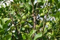 Citrus x limon tree with fruits grows in August. Rhodes Island, Greece Royalty Free Stock Photo