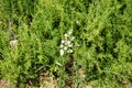 Conyza bonariensis with fluffy seeds grows in August. Rhodes Island, Greece