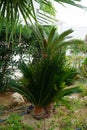 Cycas revoluta palm with male reproductive cone growing in August. Rhodes Island, Greece Royalty Free Stock Photo