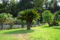 Cycas revoluta palm with male reproductive cone growing in August. Rhodes Island, Greece Royalty Free Stock Photo