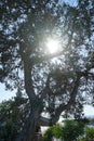 Juniperus oxycedrus grows on the shore of the Mediterranean Sea at sunset. Rhodes Island, Greece Royalty Free Stock Photo