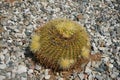 Kroenleinia grusonii grows on a flower bed in August. Rhodes Island, Greece