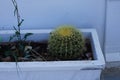 Kroenleinia grusonii grows on a flower bed in August. Rhodes Island, Greece
