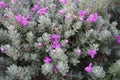 Leucophyllum frutescens blooms in August. Rhodes Island, Greece Royalty Free Stock Photo