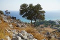 Olea europaea trees grow on Lardos hill in August. Rhodes Island, Greece Royalty Free Stock Photo