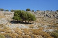 Olea europaea trees grow on Lardos hill in August. Rhodes Island, Greece Royalty Free Stock Photo