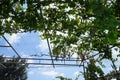 Pink grape Vitis vinifera growing on a pergola in August. Rhodes Island, Greece Royalty Free Stock Photo