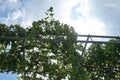 Pink grape Vitis vinifera growing on a pergola in August. Rhodes Island, Greece Royalty Free Stock Photo