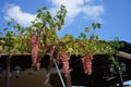 Pink grape Vitis vinifera growing on a pergola in August. Rhodes Island, Greece Royalty Free Stock Photo