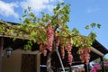 Pink grape Vitis vinifera growing on a pergola in August. Rhodes Island, Greece Royalty Free Stock Photo