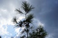 Pinus halepensis tree grows in August. Rhodes Island, Greece