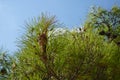 Pinus halepensis tree grows in August. Rhodes Island, Greece