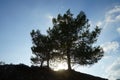 Pinus pinea grows on Lardos hill at sunset. Rhodes Island, Greece