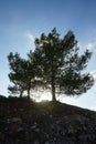 Pinus pinea grows on Lardos hill at sunset. Rhodes Island, Greece