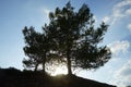 Pinus pinea grows on Lardos hill at sunset. Rhodes Island, Greece