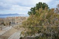 Pistacia atlantica with fruits grows in August in the ancient Acropolis of Lindos. Rhodes