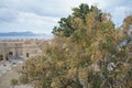 Pistacia atlantica with fruits grows in August in the ancient Acropolis of Lindos. Rhodes Royalty Free Stock Photo