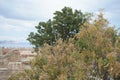 Pistacia atlantica with fruits grows in August in the ancient Acropolis of Lindos. Rhodes Royalty Free Stock Photo