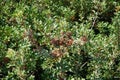 Pistacia lentiscus with red fruits growing in August. Rhodes Island, Greece