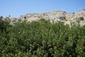 Pistacia lentiscus with red fruits growing in August. Rhodes Island, Greece