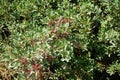 Pistacia lentiscus with red fruits growing in August. Rhodes Island, Greece